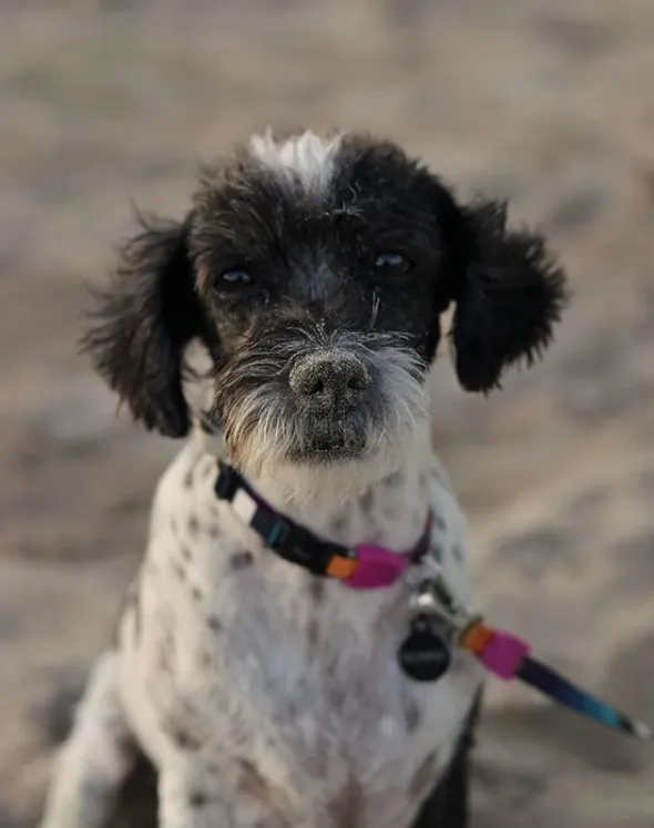 Cachorro ra a SRD-ViraLata idade 5 anos nome Bonnie
