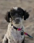 Bonnie