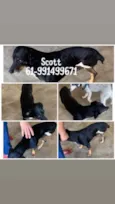 SCOTT 