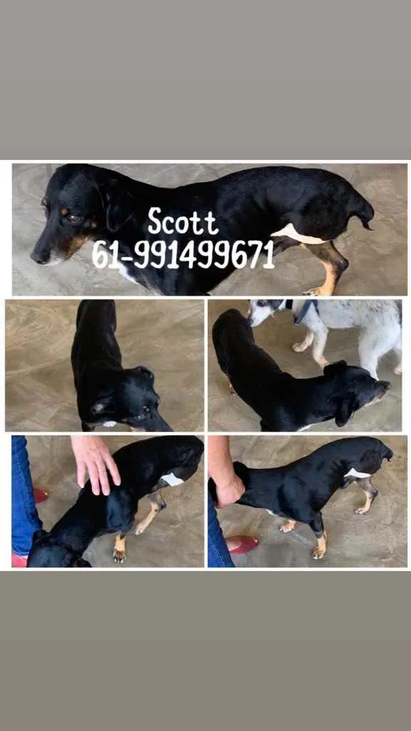 Cachorro ra a  idade 1 ano nome SCOTT 