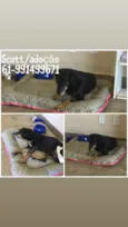 SCOTT 