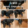 SCOTT 