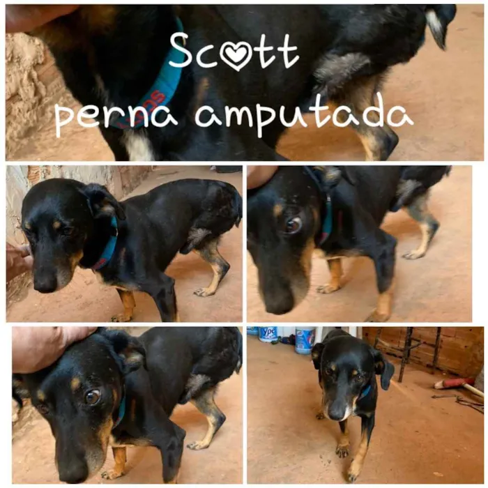 Cachorro ra a  idade 1 ano nome SCOTT 