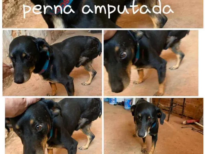 Cachorro ra a  idade 1 ano nome SCOTT 