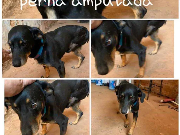 Cachorro ra a  idade 1 ano nome SCOTT 