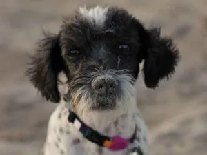 Cachorro raça SRD-ViraLata idade 5 anos nome Bonnie