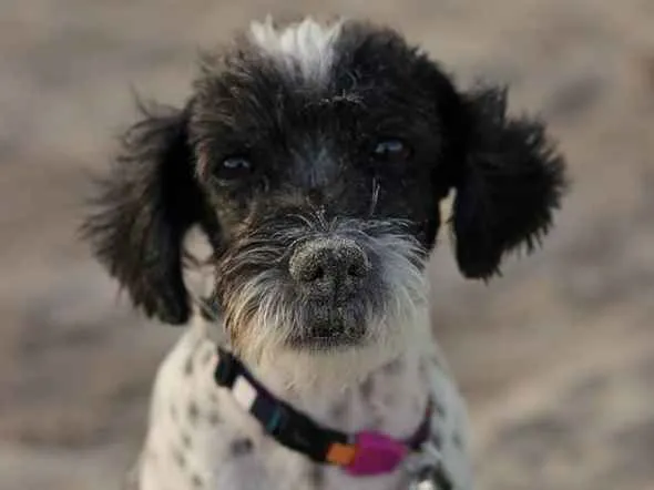 Cachorro ra a SRD-ViraLata idade 5 anos nome Bonnie