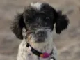 Bonnie