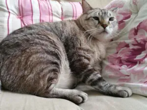 Gato raça SRD idade 6 ou mais anos nome Napoleão, Nani