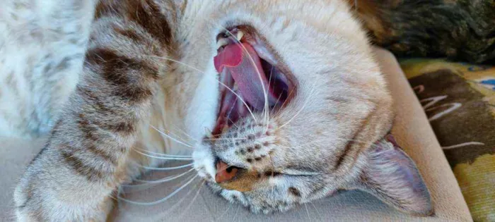 Gato ra a SRD idade 6 ou mais anos nome Napoleão, Nani