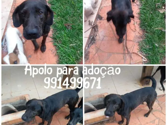 Cachorro ra a SRD idade 1 ano nome Apolo