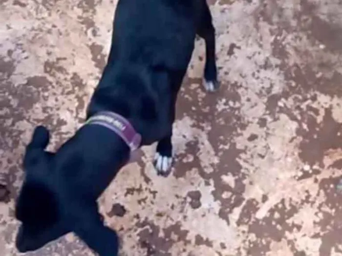 Cachorro ra a SRD idade 7 a 11 meses nome SHIVA