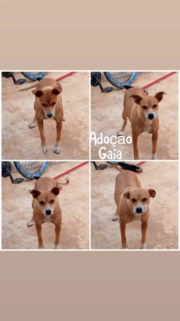 Cachorro ra a SRD idade 1 ano nome Gaia 