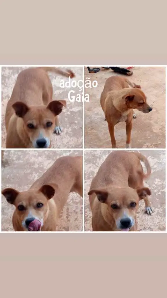 Cachorro ra a SRD idade 1 ano nome Gaia 