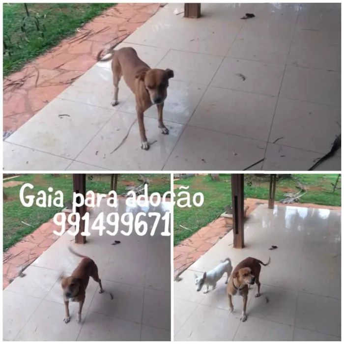 Cachorro ra a SRD idade 1 ano nome Gaia 