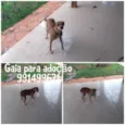 Gaia 