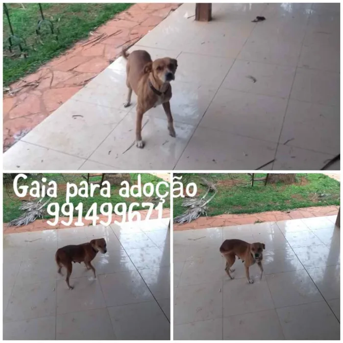 Cachorro ra a SRD idade 1 ano nome Gaia 