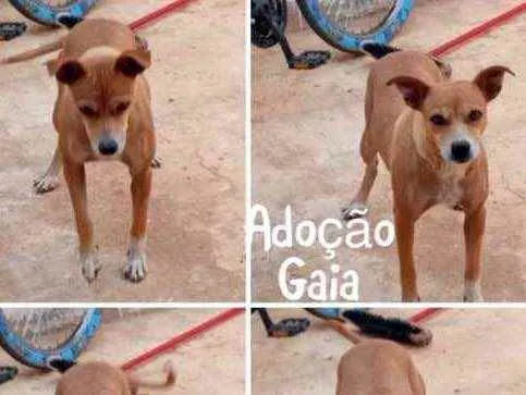 Cachorro ra a SRD idade 1 ano nome Gaia 
