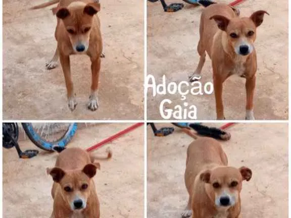 Cachorro ra a SRD idade 1 ano nome Gaia 