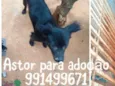 Astor 