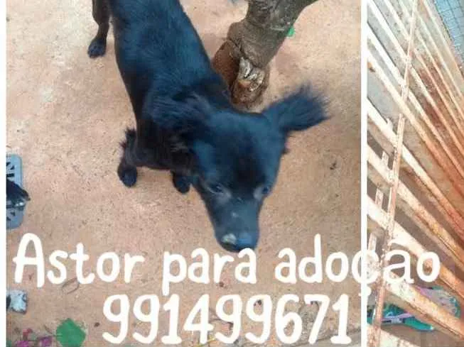 Cachorro ra a  idade 1 ano nome Astor 