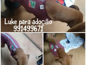 Cachorro raça SRD idade  nome LUKE