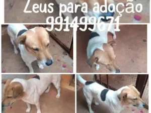 Cachorro raça SRD idade  nome ZEUS