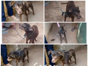 Cachorro raça SRD idade 1 ano nome CACAU 