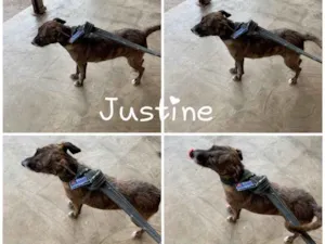 Cachorro raça  idade 1 ano nome JUSTINE 