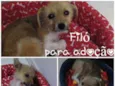 FILÓ 