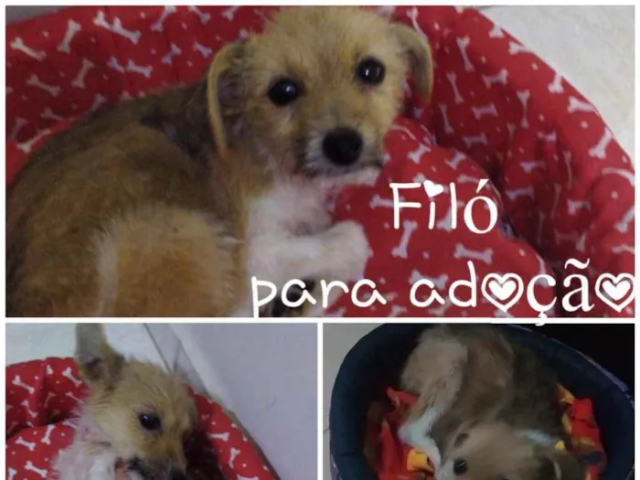 Cachorro ra a SRD idade 2 a 6 meses nome FILÓ 