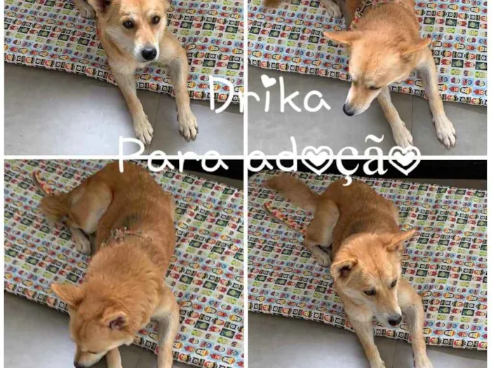 Cachorro ra a SRD idade 1 ano nome DRIKA