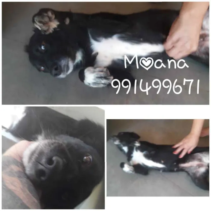 Cachorro ra a SRD idade 1 ano nome Moana