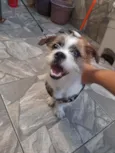 Cachorro raça Shitzu  idade 7 a 11 meses nome Simba