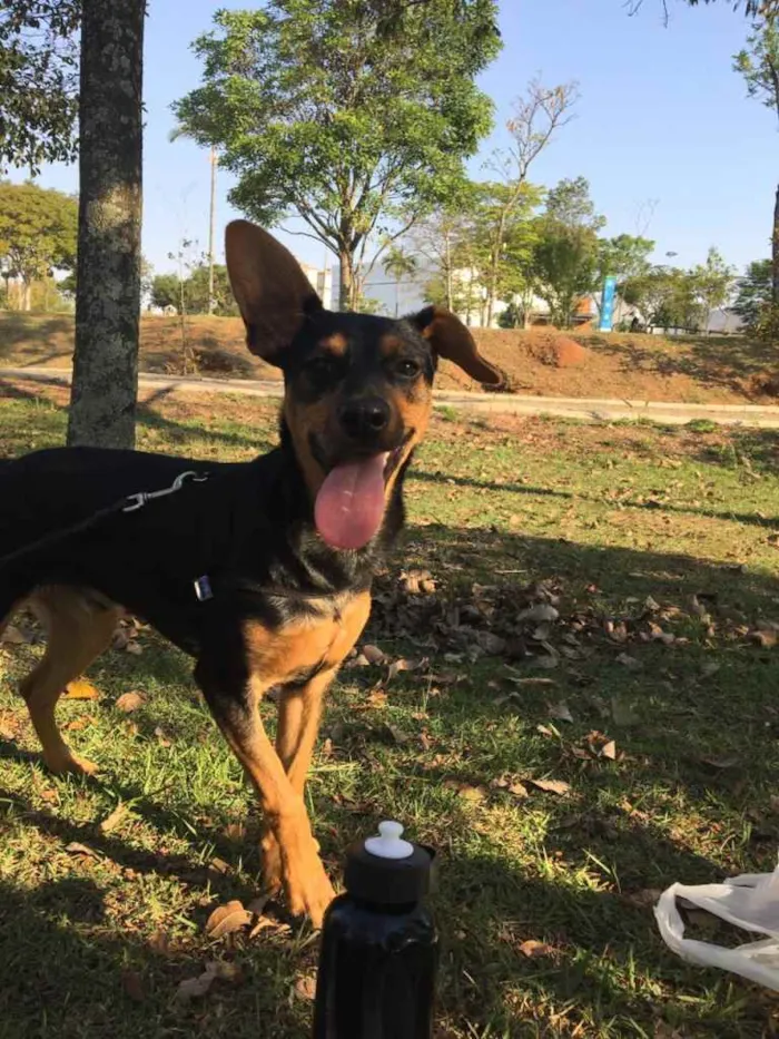 Cachorro ra a Pincher idade 7 a 11 meses nome Simba