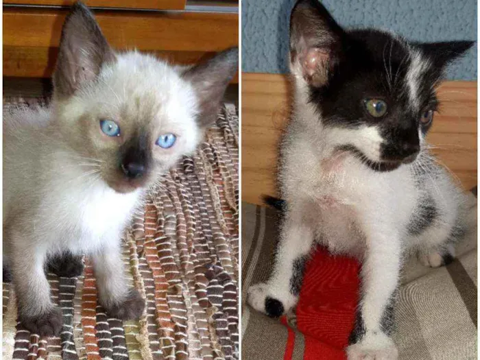 Gato ra a PCB idade Abaixo de 2 meses nome Baunilha e Floquinho