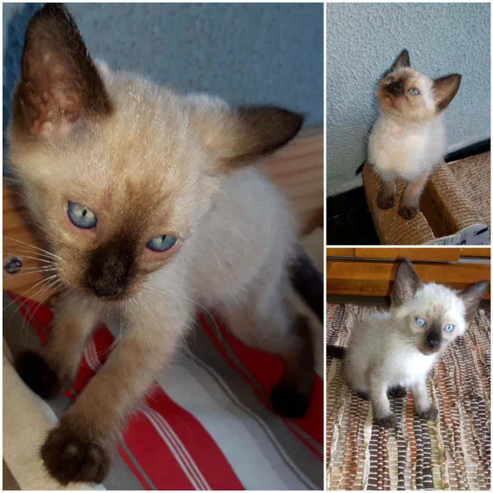 Gato ra a PCB idade Abaixo de 2 meses nome Baunilha e Floquinho