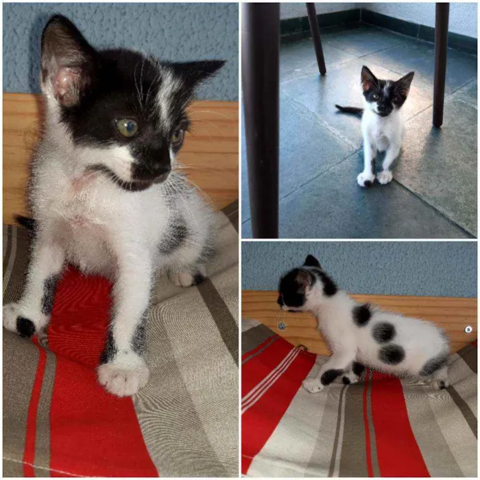 Gato ra a PCB idade Abaixo de 2 meses nome Baunilha e Floquinho