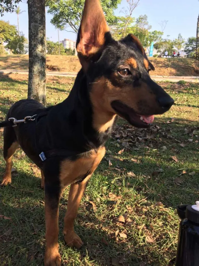 Cachorro ra a Pincher idade 7 a 11 meses nome Simba