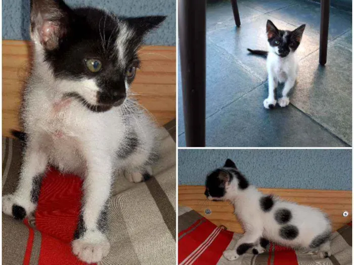 Gato ra a PCB idade Abaixo de 2 meses nome Baunilha e Floquinho