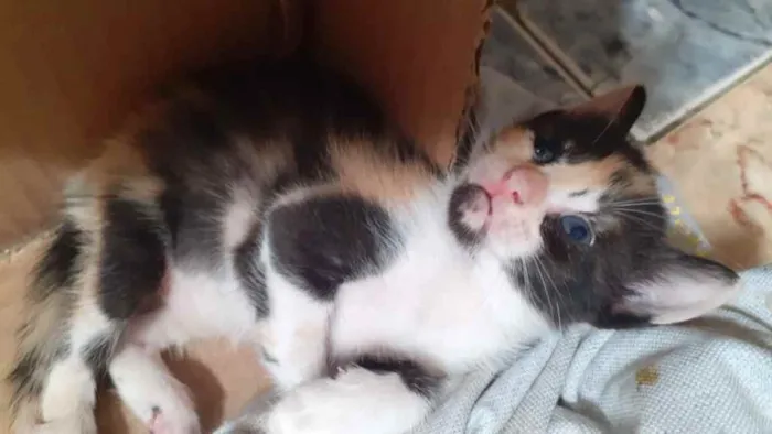 Gato raça Srd idade Abaixo de 2 meses nome Irmãs 