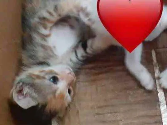 Gato raça Srd idade Abaixo de 2 meses nome Irmãs 