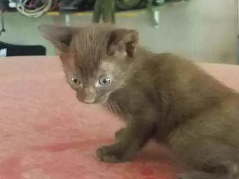 Gato raça  idade 2 a 6 meses nome Caramelo