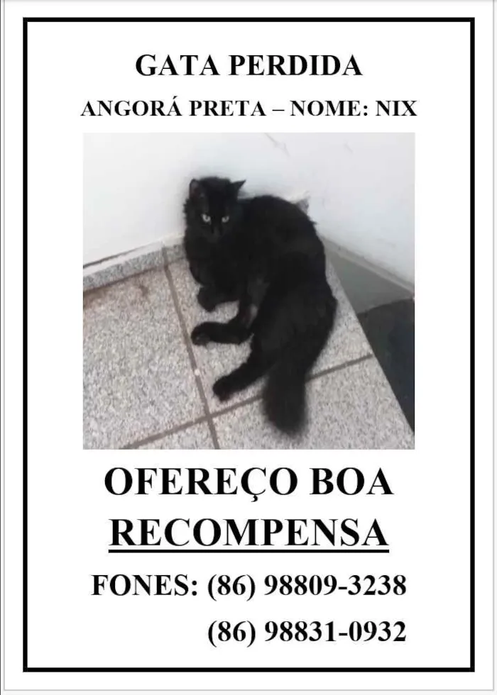 Gato ra a Angorá  idade 2 anos nome Nix