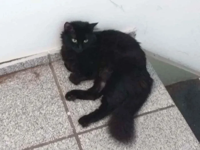 Gato ra a Angorá  idade 2 anos nome Nix