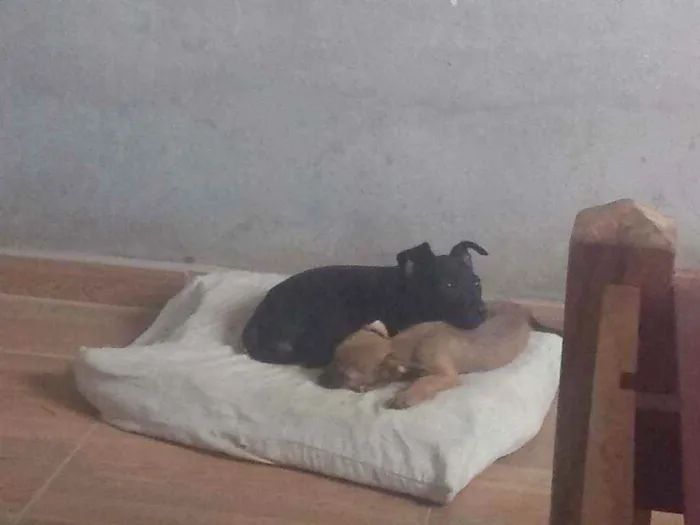 Cachorro ra a Poldoo com viralata idade 2 a 6 meses nome Sem nome 