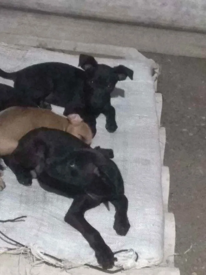 Cachorro ra a Poldoo com viralata idade 2 a 6 meses nome Sem nome 