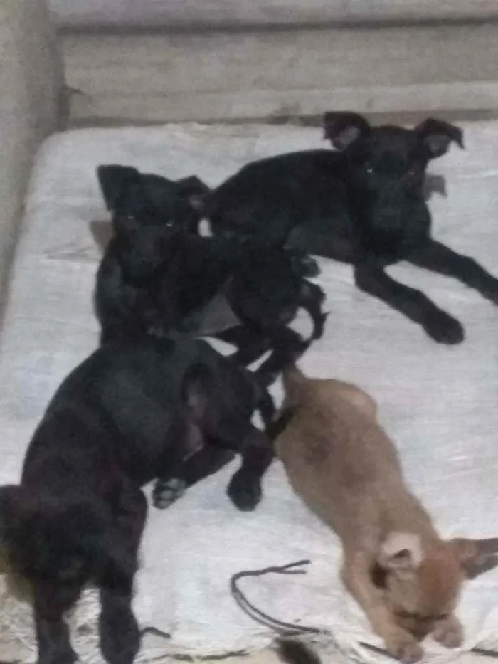 Cachorro ra a Poldoo com viralata idade 2 a 6 meses nome Sem nome 