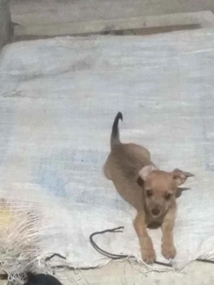 Cachorro ra a Poldoo com viralata idade 2 a 6 meses nome Sem nome 