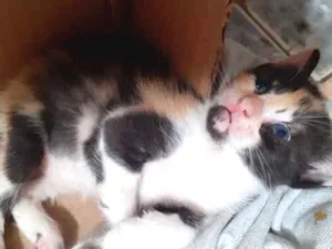 Gato raça Srd idade Abaixo de 2 meses nome Irmãs 